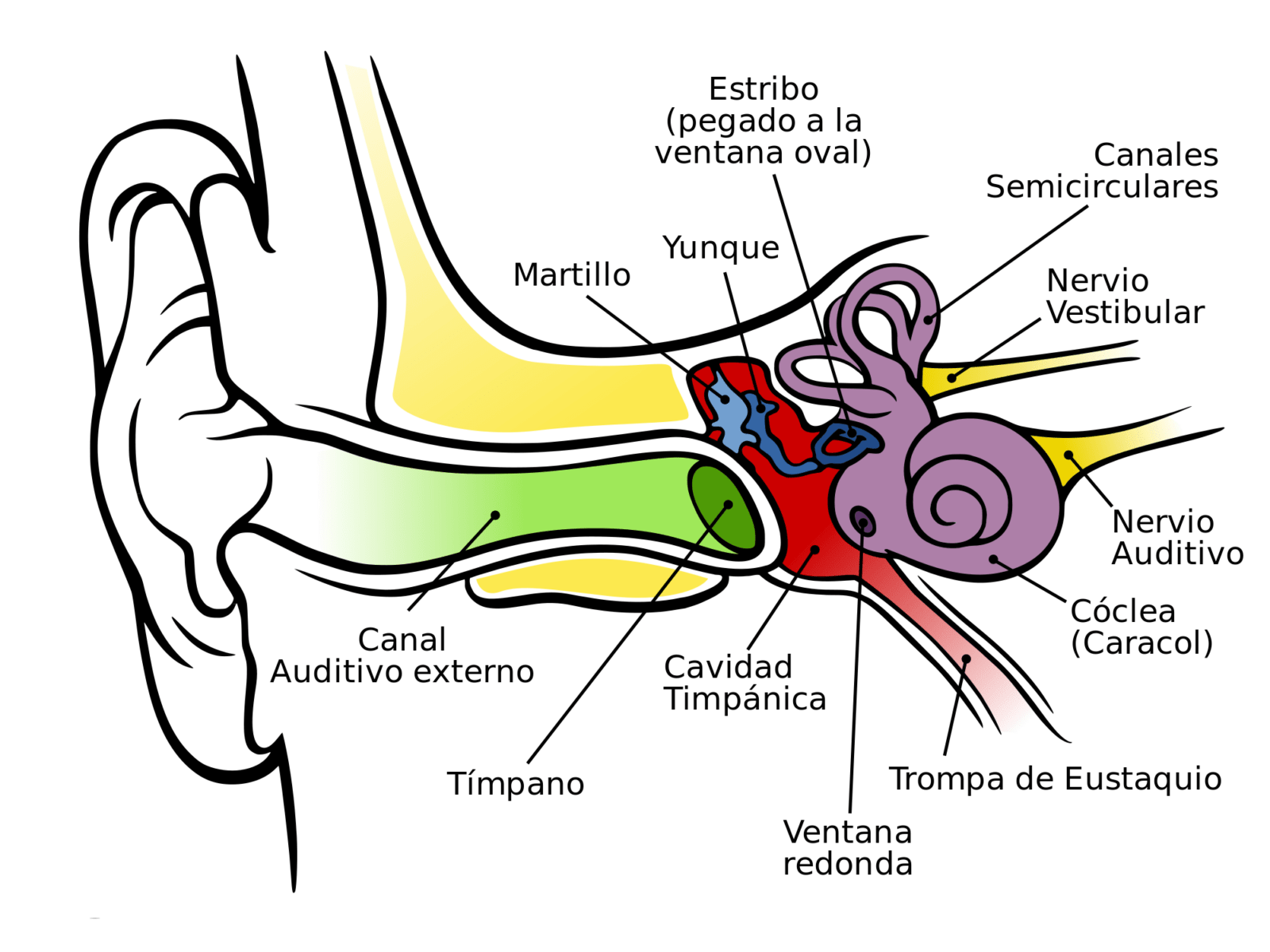 OIDO HUMANO
