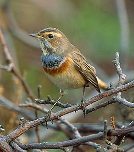 Luscinia_svecica_tom_(Marek_Szczepanek)_small